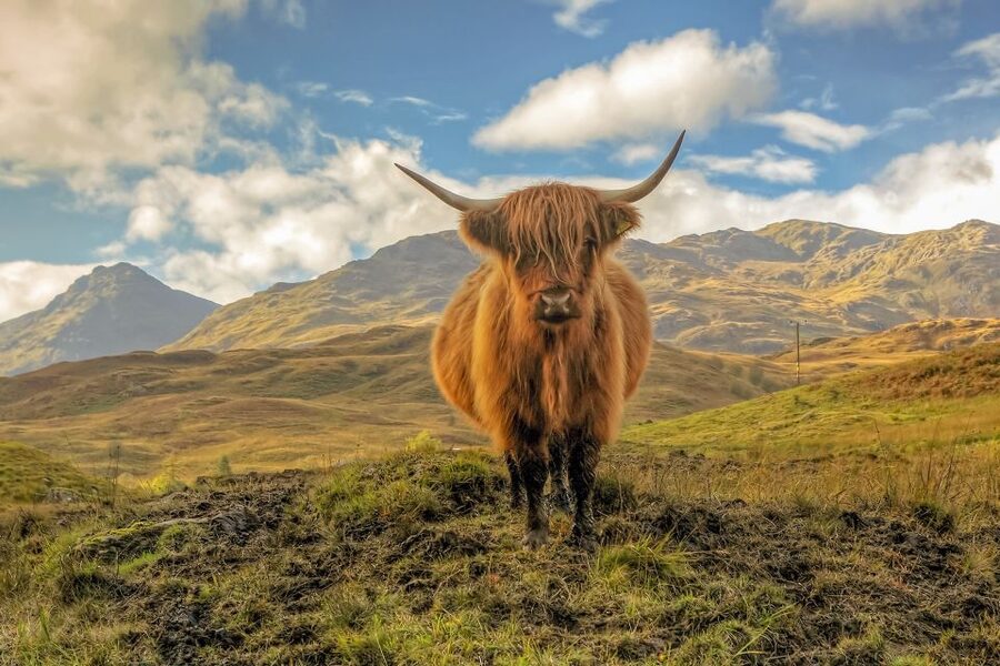 From Glasgow: Loch Lomond, Trossachs & Stirling Castle Tour - Aberfoyle lunch and Callander coffee: breaks that don’t waste time