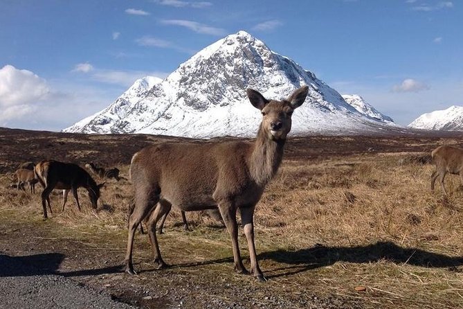 Glasgow: Loch Ness, Glencoe, and the Highlands Day Tour - Glencoe National Nature Reserve: quick photos, big mood, and real history