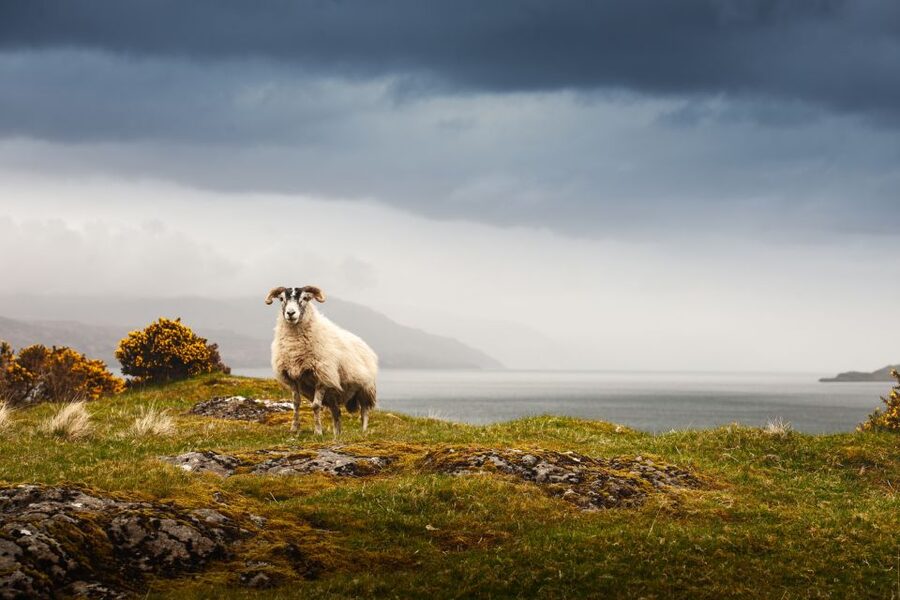 Isle of Mull and Iona 3-Day Small-Group Tour from Glasgow - Transport and timing: the small-group Mercedes plan and why it matters