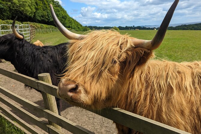 Loch Lomond, Highland Cows, Victorian Town, Castle Half-Day Tour - Loch Lomond and Luss: The Pretty Village Stop That Gives You Real Scotland