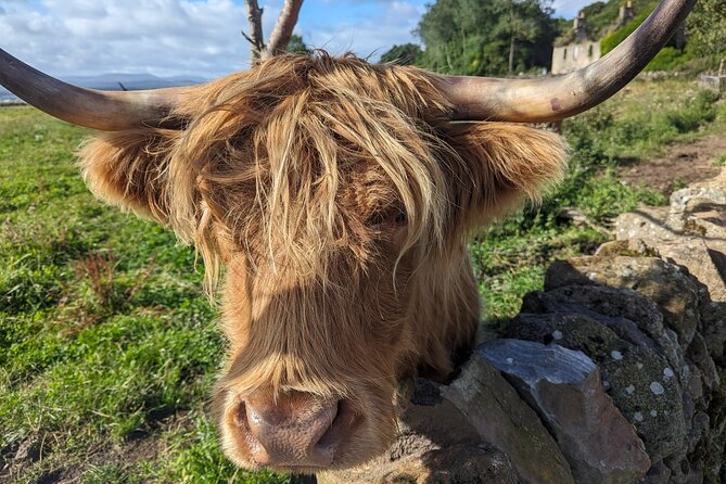 Loch Lomond, Highland Cows, Victorian Town, Castle Half-Day Tour - Highland Cows in Kilmahog: The Stop Everyone Talks About